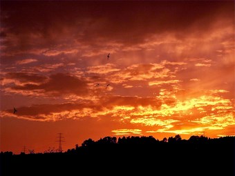 Pomarańczowe niebo po zachodzie słońca i ptaki